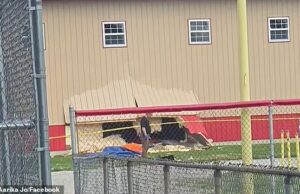 Depois O carro dirigiu direto pelo acampamento ao ar livre e depois do acampamento escolar em Chatham, Illinois, na segunda -feira, por volta das 15h20