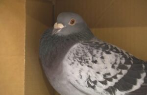 A linha de chegada na Espanha. Esse pombo de corrida acabou na Nova Escócia. A linha de chegada na Espanha. Esse pombo de corrida acabou na Nova Escócia.