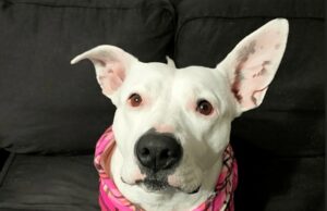 A polícia continua procurando adolescentes que roubaram um cachorro de um homem idoso. A polícia encontrou a Morticia, uma cross cross de cinco anos de idade em inglês de Staffordshire Terrier (foto), depois que ela teria sido roubada por um grupo de jovens tarde da noite em Melbourne