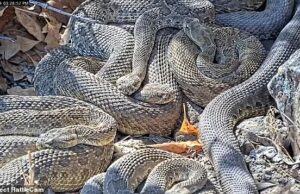 As cascavéis começam a emergir de Megaden aterrorizante segurando mais de 2.000 serpentes As cascavéis estão começando a emergir da hibernação à medida que a primavera se aproxima, incluindo milhares em um mega den do Colorado