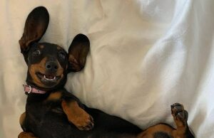 Como os socorristas encontraram um cão desaparecido mundialmente famoso na ilha de canguru Valerie passou 529 dias desaparecidos na ilha de Kangaroo antes de ser pego pelos voluntários do Kangala Wildlife Rescue na sexta -feira à noite