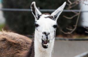 Meta ai: fiquei surpreso com 3 recursos ao usar o aplicativo Meta Discovery Feed no aplicativo AI