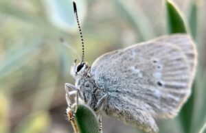 O Parque Nacional de Waterton Lakes abriga uma espécie de borboleta que é “curiosamente isolada”. Curiosamente isolado Butterfly