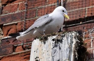 Os moradores de resorts à beira-mar fogem do ataque de pássaros como Kittiwakes, que são pássaros ameaçados de extinção, se reúnem para a cidade quando os hotéis do setor eólico offshore não conseguiram desenhá-los. Um kittiwake nidifica em um prédio no resort costeiro de Suffolk East de Lowestoft, onde os pássaros aumentaram em número de 650 para 2.000 nos últimos quatro anos