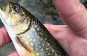 Os níveis de DDT encontraram alto no NB a truta em New Brunswick foi pulverizada com DDT há décadas. Um mapa colorido mostrando áreas em New Brunswick e algumas partes do Maine