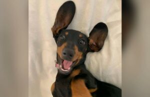 Valerie, o Dachshund que passou 529 dias na ilha de Kangaroo foi finalmente capturado Valerie, o Dachshund que passou 529 dias na ilha de Kangaroo foi finalmente capturado