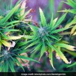 30.000 plantas de maconha secretamente cultivadas destruídas na Turquia: Relatório