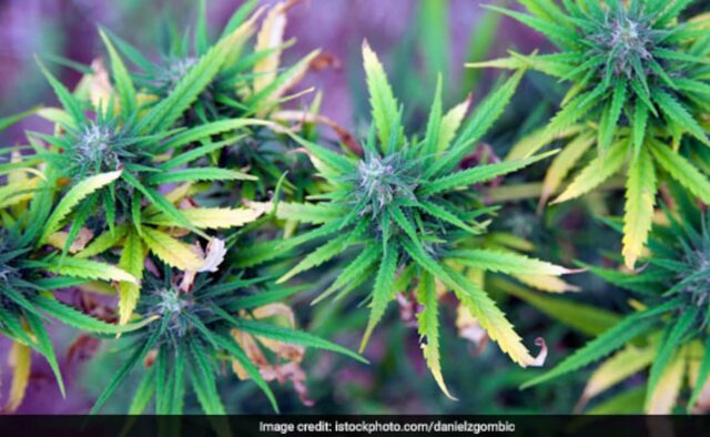 30.000 plantas de maconha secretamente cultivadas destruídas na Turquia: Relatório

