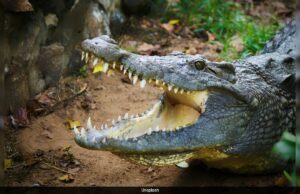5 sobrevive a jacarés boliviano cheio de pântano 36 horas após o pouso de emergência de uma aeronave 5 sobrevive a jacarés boliviano cheio de pântano 36 horas após o pouso de emergência de uma aeronave