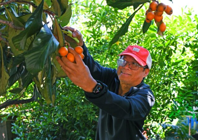 A fruta Loquat cresce em uma árvore de propriedade de Raffy Espirit de Milpitas, em seu quintal em Milpitas, Califórnia, na segunda -feira, 5 de maio de 2025. Espirit mudou -se para sua casa por volta de 2000 e afirma que esta bela árvore herdada do proprietário anterior. A árvore Loquat se originou da China e cresce em regiões subtropicais em todo o mundo. (Jose Carlos Fajardo/Bay Area News Group)
