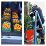 A colheita de frutas Cupertino fornece 250 libras. Para alívio da fome local