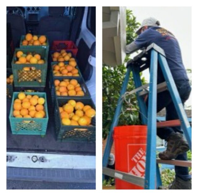 A colheita de frutas Cupertino fornece 250 libras. Para alívio A colheita de frutas Cupertino fornece 250 libras. Para alívio da fome local
