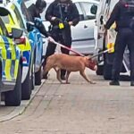 A polícia levou um cachorro a um carro da polícia depois de atacar uma criança, sua mãe e avô em Denton, Grande Manchester na quinta -feira