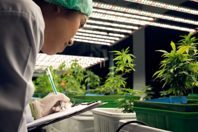 A pesquisa canabinóide está sendo avançada globalmente



