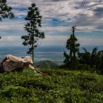 Alt -carbono pontuação de US $ 12 milhões para escalar a remoção de carbono na Índia