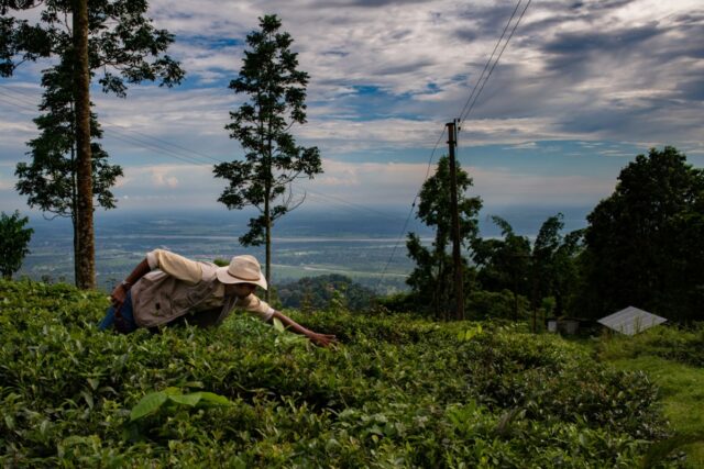 Alt -carbono pontuação de US $ 12 milhões para escalar a remoção de carbono na Índia

