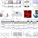 O estudo destaca nova luz sobre como a glia regula o descanso, o sono e a alimentação de moscas da fruta