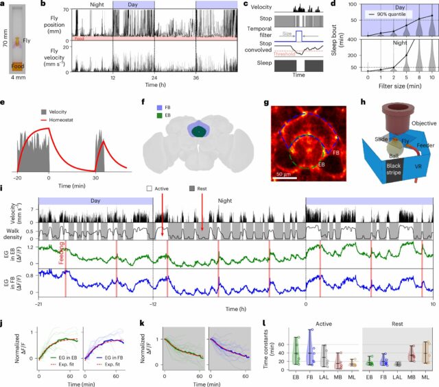 O estudo destaca nova luz sobre como a glia regula o descanso, o sono e a alimentação de moscas da fruta