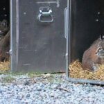 Dois jovens gatinhos são vistos em uma caixa.