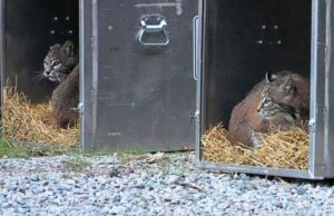 As irmãs Bobcat são libertadas em The Wild 10 meses depois de serem encontradas perto de Powell River (BC). Dois jovens gatinhos são vistos em uma caixa.