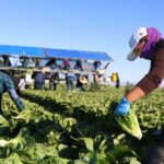 As tarifas de Trump estão começando a impactar a economia agrícola dos EUA.