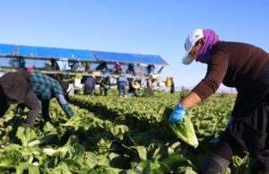 As tarifas de Trump estão começando a impactar a economia agrícola dos EUA. As tarifas de Trump estão começando a impactar a economia agrícola dos EUA.