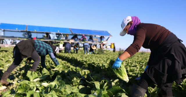 As tarifas de Trump estão começando a impactar a economia agrícola dos EUA.



