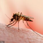 As autoridades de saúde disseram que descobriram pela primeira vez na Grã -Bretanha Nilo Ocidental em mosquitos na Grã -Bretanha