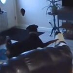 Baffi da mulher para encontrar um enorme buraco na parede, Peterra Cams revela tudo