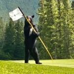 Um urso preto fotografado pelo jogador de golfe Jess Lawson no 18º buraco do campo de golfe de Kananaskis no sábado, 11 de maio, durante o fim de semana de abertura da temporada.