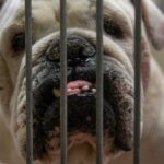 Cartas: a nova liderança será desbloqueada SJ Reform de um abrigo de animais
