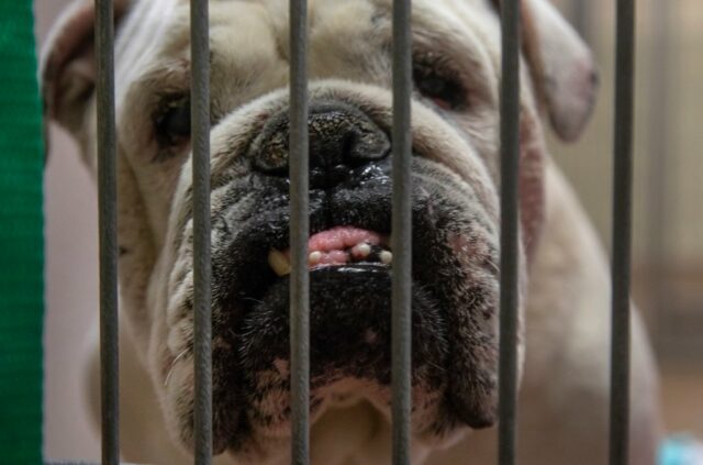 Cartas: a nova liderança será desbloqueada SJ Reform de um abrigo de animais

