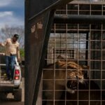 Centenas de animais fogem de um cartel de caos, a violência após um refúgio com ameaças