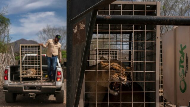 Centenas de animais fogem de um cartel de caos, a violência após um refúgio com ameaças

