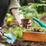 Como plantar e liderar tomates? Que fertilizante deve ser usado para tomates? Nós rejeitamos mitos