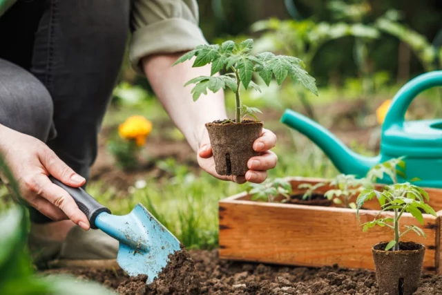 Como plantar e liderar tomates? Que fertilizante deve ser usado para tomates? Nós rejeitamos mitos


