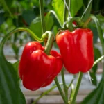 Como plantar pimentão no chão? Quando plantar pimentão a partir de sementes? Como fazer a pimenta muito frutas?