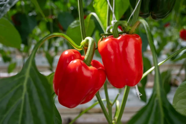 Como plantar pimentão no chão? Quando plantar pimentão a partir de sementes? Como fazer a pimenta muito frutas?

