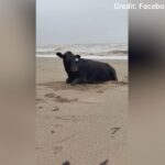 Cowabunga! A vaca de inundação é lavada na costa na praia, viva e movimentando