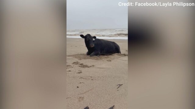 Cowabunga! A vaca de inundação é lavada na costa na praia, viva e movimentando

