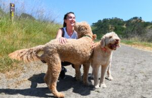 Dados caninos podem ajudar os seres humanos rastrear doenças mortais Lesões cutâneas de um cão com coccidioidomicose, também conhecido como febre do vale. (Foto cedida por VFCE)