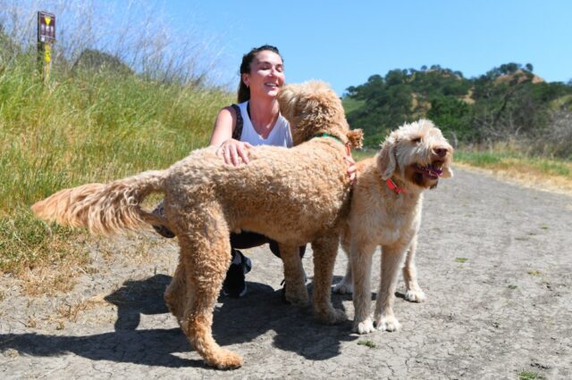 Lesões cutâneas de um cão com coccidioidomicose, também conhecido como febre do vale. (Foto cedida por VFCE)