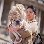 Na foto: Charlotte French Bulldog apresenta seu proprietário depois de conceder o Prêmio Bridgerton durante a exposição anual de hospedagem de cães de Greenwich no Old Royal Naval College 25. May