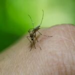 febre da dengue