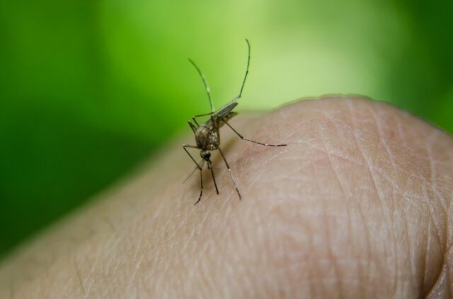 febre da dengue