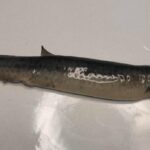 Uma foto lado a lado da cabeça de um peixe meteorológico oriental e a cauda de um peixe -clima oriental