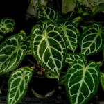 Esta planta atrairá o amor. Coloque -o no peitoril e você terá um relacionamento de sucesso