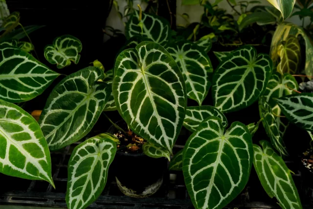 Esta planta atrairá o amor. Coloque -o no peitoril e você terá um relacionamento de sucesso



