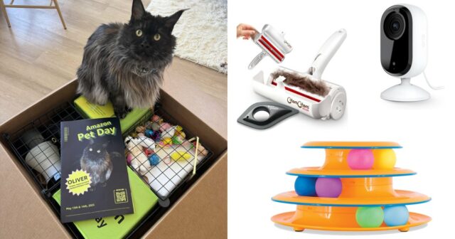 Eu sou um pai de gato: essas são as 11 melhores ofertas do dia da Amazon Pet que eu tentei e recomendo

