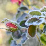 Haverá Frost esta noite? Onde está a geada hoje? IMGW avisa - noite de 7 a 8 de maio de 2025 Chlodna em toda a Polônia